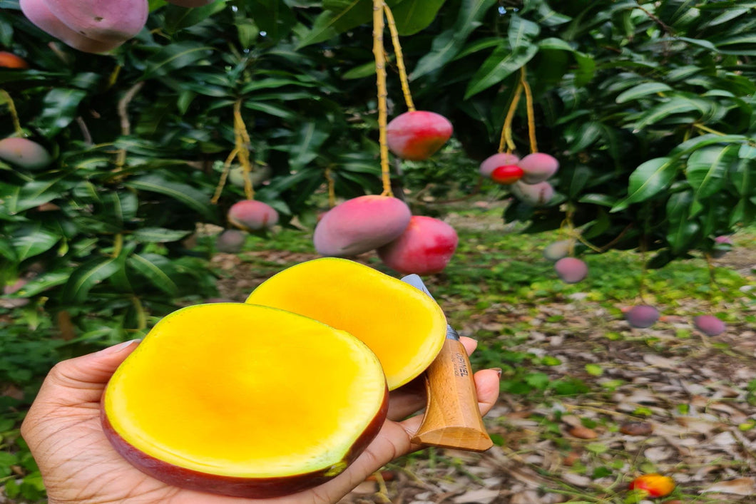 Mango Harvest Experience