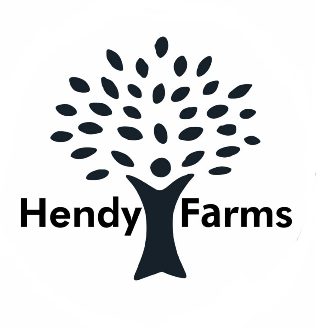 Hendy Farms, Mango production and processing company. – Hendy Farms GH