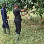 Mango Harvest 1 1 e1735843266804