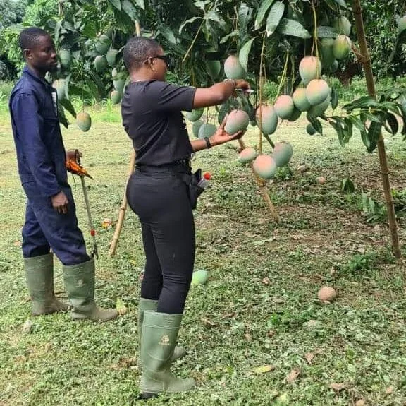 Mango Harvest Experience (Seasonal)